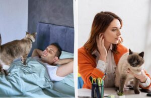 Кішки більше прив’язані до жінок і маніпулюють чоловіками, – дослідження Кішки-більше-прив’язані-до-жінок-і-маніпулюють-чоловіками,-–-дослідження