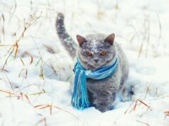 Якою буде погода на Волині та у Луцьку у середу, 24 грудня Якою-буде-погода-на-Волині-та-у-Луцьку-у-середу,-24-грудня