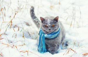 Якою буде погода на Волині та у Луцьку у середу, 24 грудня Якою-буде-погода-на-Волині-та-у-Луцьку-у-середу,-24-грудня