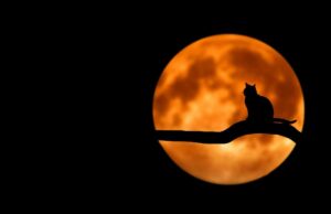 Чи справді повний місяць впливає на котів: що про це кажуть науковці Чи-справді-повний-місяць-впливає-на-котів:-що-про-це-кажуть-науковці