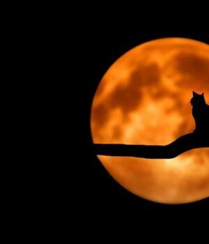 Чи-справді-повний-місяць-впливає-на-котів:-що-про-це-кажуть-науковці