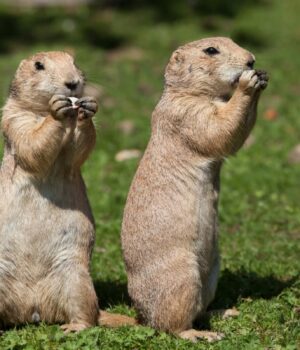Чи-підслуховують-тварини-один-одного,-як-це-роблять-люди:-дослідники-дали-відповідь