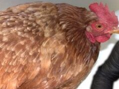 Дідусь з куркою «зірвав» Мережу: що відомо про чоловіка, який врятувався від обстрілів Дідусь-з куркою-«зірвав»-Мережу:-що відомо-про-чоловіка,-який-врятувався-від-обстрілів