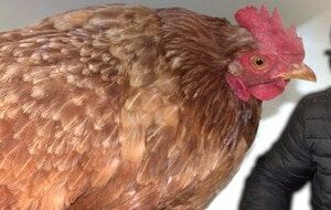 Дідусь-з куркою-«зірвав»-Мережу:-що відомо-про-чоловіка,-який-врятувався-від-обстрілів