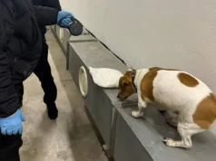 Митний пес Річі викрив 4 кг амфетаміну у Закарпатті Митний пес Річі викрив 4 кг амфетаміну у Закарпатті