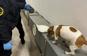 Митний пес Річі викрив 4 кг амфетаміну у Закарпатті Митний пес Річі викрив 4 кг амфетаміну у Закарпатті