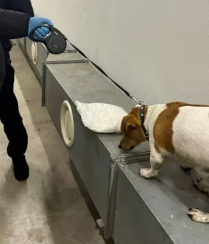 Митний пес Річі викрив 4 кг амфетаміну у Закарпатті