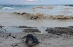 В Одесі намагаються врятувати сотні птахів, постраждалих через забруднення моря олією В-Одесі-намагаються-врятувати-сотні-птахів,-постраждалих-через-забруднення-моря-олією