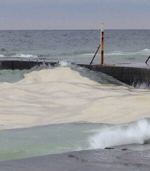 Екологічна-катастрофа-в Одесі:-через-атаку-РФ море-залило-олією,-масово-гинуть-птахи