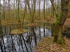 У Швейцарії в болоті знайшли кельтські золоті монети, яким понад 2000 років У-Швейцарії-в-болоті-знайшли-кельтські-золоті-монети,-яким-понад-2000-років