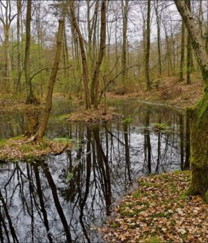 У-Швейцарії-в-болоті-знайшли-кельтські-золоті-монети,-яким-понад-2000-років