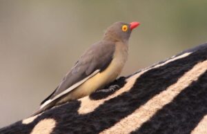 Вигідний союз: ці маленькі птахи їздять на носорогах, а натомість надають корисну послугу Вигідний-союз:-ці-маленькі-птахи-їздять-на-носорогах,-а-натомість-надають-корисну-послугу