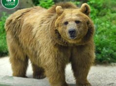 Луцький зоопарк випустив календар зі світлинами своїх підопічних. ФОТО Луцький-зоопарк-випустив-календар-зі-світлинами-своїх-підопічних.-ФОТО