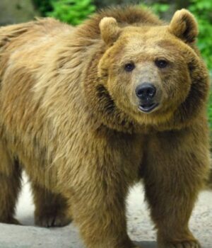 Луцький-зоопарк-випустив-календар-зі-світлинами-своїх-підопічних.-ФОТО Луцький-зоопарк-випустив-календар-зі-світлинами-своїх-підопічних.-ФОТО