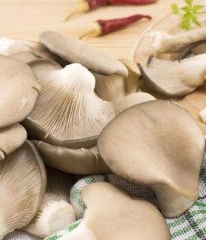 Як приготувати-гриби-гливи:-4 смачні-рецепти-та корисні-поради