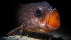 Найяскравіші кадри дикої природи у 2025 році Найяскравіші-кадри-дикої-природи-у-2025-році