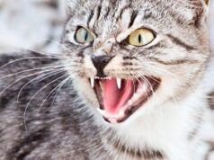 Новий випадок сказу: у волинській громаді хворий кіт покусав кількох людей Новий-випадок-сказу:-у-волинській-громаді-хворий-кіт-покусав-кількох-людей