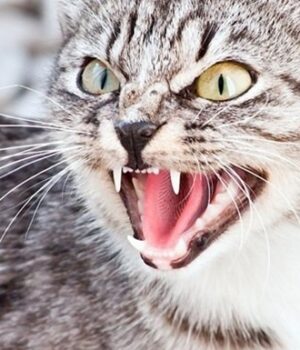 Новий-випадок-сказу:-у-волинській-громаді-хворий-кіт-покусав-кількох-людей