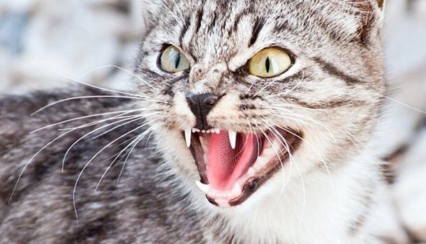 Новий випадок сказу: у волинській громаді хворий кіт покусав кількох людей Новий-випадок-сказу:-у-волинській-громаді-хворий-кіт-покусав-кількох-людей