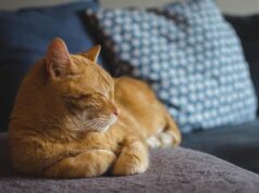 Кішки частіше «розмовляють» з чоловіками, ніж із жінками, – вчені Кішки-частіше-«розмовляють»-з-чоловіками,-ніж-із-жінками,-–-вчені