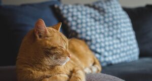 Кішки частіше «розмовляють» з чоловіками, ніж із жінками, – вчені Кішки-частіше-«розмовляють»-з-чоловіками,-ніж-із-жінками,-–-вчені