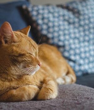 Кішки-частіше-«розмовляють»-з-чоловіками,-ніж-із-жінками,-–-вчені