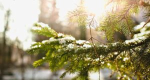 26 грудня: свята, події, факти. День подарунків та День полювання на сни 26-грудня:-свята,-події,-факти.-День-подарунків-та-День-полювання-на-сни