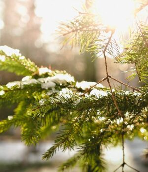 26-грудня:-свята,-події,-факти.-День-подарунків-та-День-полювання-на-сни