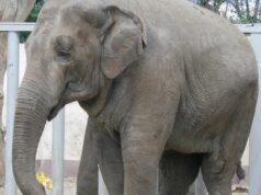 Хоч і найбільший, але вразливий: названо 10 істот, які можуть убити слона Хоч-і-найбільший,-але-вразливий:-названо-10-істот,-які-можуть-убити-слона