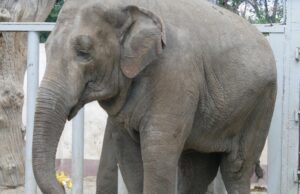 Хоч і найбільший, але вразливий: названо 10 істот, які можуть убити слона Хоч-і-найбільший,-але-вразливий:-названо-10-істот,-які-можуть-убити-слона