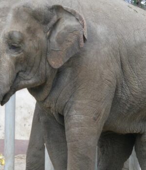 Хоч-і-найбільший,-але-вразливий:-названо-10-істот,-які-можуть-убити-слона