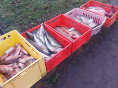 На Волині працівницю коледжу судили за продаж риби на базарі На-Волині-працівницю-коледжу-судили-за-продаж-риби-на-базарі