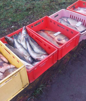 На-Волині-працівницю-коледжу-судили-за-продаж-риби-на-базарі