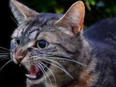 У громаді на Волині виявили сказ у бродячого кота У-громаді-на-Волині-виявили-сказ-у-бродячого-кота