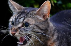 У громаді на Волині виявили сказ у бродячого кота У-громаді-на-Волині-виявили-сказ-у-бродячого-кота