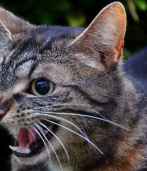 У-громаді-на-Волині-виявили-сказ-у-бродячого-кота