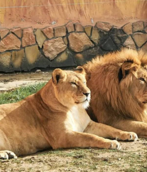 Луцький-зоопарк-випустив-календар-на-2026-рік-зі-світлинами-тварин