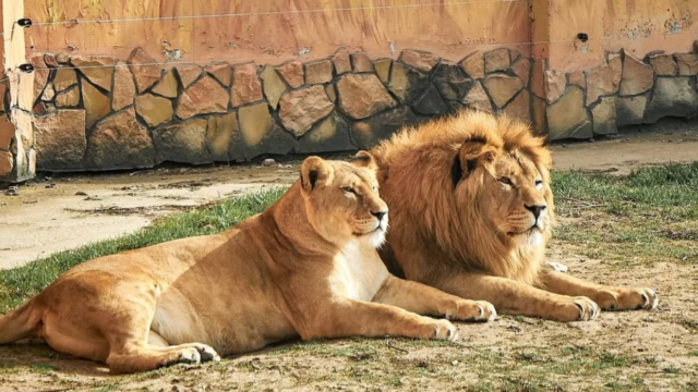 Луцький зоопарк випустив календар на 2026 рік зі світлинами тварин Луцький-зоопарк-випустив-календар-на-2026-рік-зі-світлинами-тварин