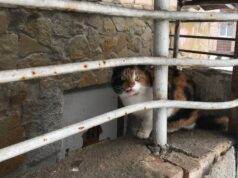 У Луцьку жінка спакувала в мішок і вивезла безпритульну кішку У-Луцьку-жінка-спакувала-в-мішок-і-вивезла-безпритульну-кішку