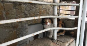 У Луцьку жінка спакувала в мішок і вивезла безпритульну кішку У-Луцьку-жінка-спакувала-в-мішок-і-вивезла-безпритульну-кішку