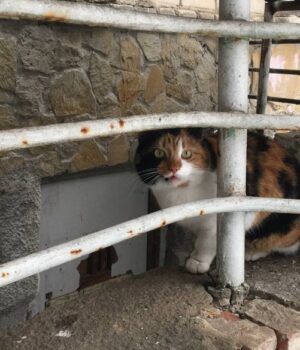 У-Луцьку-жінка-спакувала-в-мішок-і-вивезла-безпритульну-кішку