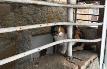 У Луцьку жінка спакувала в мішок і вивезла безпритульну кішку У-Луцьку-жінка-спакувала-в-мішок-і-вивезла-безпритульну-кішку