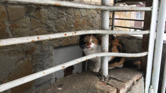 У Луцьку жінка спакувала в мішок і вивезла безпритульну кішку У-Луцьку-жінка-спакувала-в-мішок-і-вивезла-безпритульну-кішку