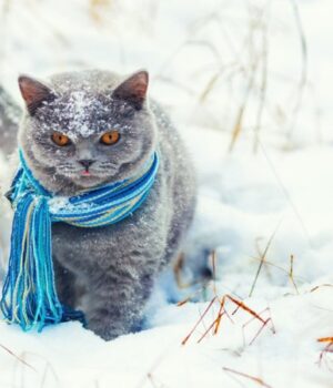 Якою-буде-погода-в-Луцьку-та-на-Волині-у-неділю,-28-грудня