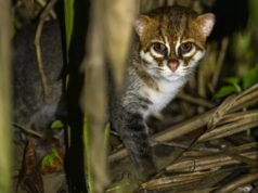 Вперше за 30 років в Таїланді зазнімкували суматранського кота Вперше-за-30-років-в-Таїланді-зазнімкували-суматранського-кота