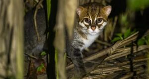 Вперше за 30 років в Таїланді зазнімкували суматранського кота Вперше-за-30-років-в-Таїланді-зазнімкували-суматранського-кота