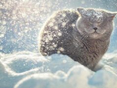 Якою буде погода в Луцьку та на Волині у понеділок, 29 грудня Якою-буде-погода-в-Луцьку-та-на-Волині-у-понеділок,-29-грудня