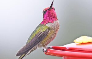 Дикі птахи швидко мутують і колонізують людські міста, – вчені Дикі-птахи-швидко-мутують-і-колонізують-людські-міста,-–-вчені