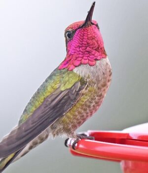 Дикі-птахи-швидко-мутують-і-колонізують-людські-міста,-–-вчені Дикі-птахи-швидко-мутують-і-колонізують-людські-міста,-–-вчені