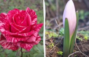 Аномальний грудень у Бессарабії: на півдні України перед Новим роком розпустилися квіти Аномальний-грудень-у-Бессарабії:-на-півдні-України-перед-Новим-роком-розпустилися-квіти